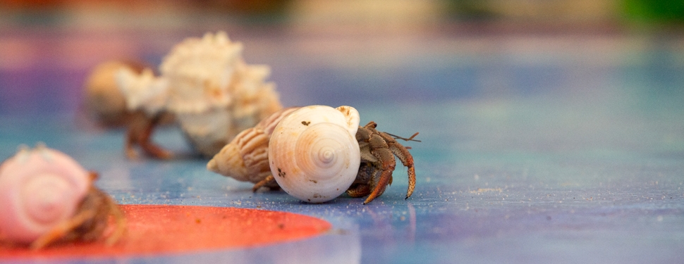 Mid-Atlantic Hermit Crab Challenge Virginia Beach